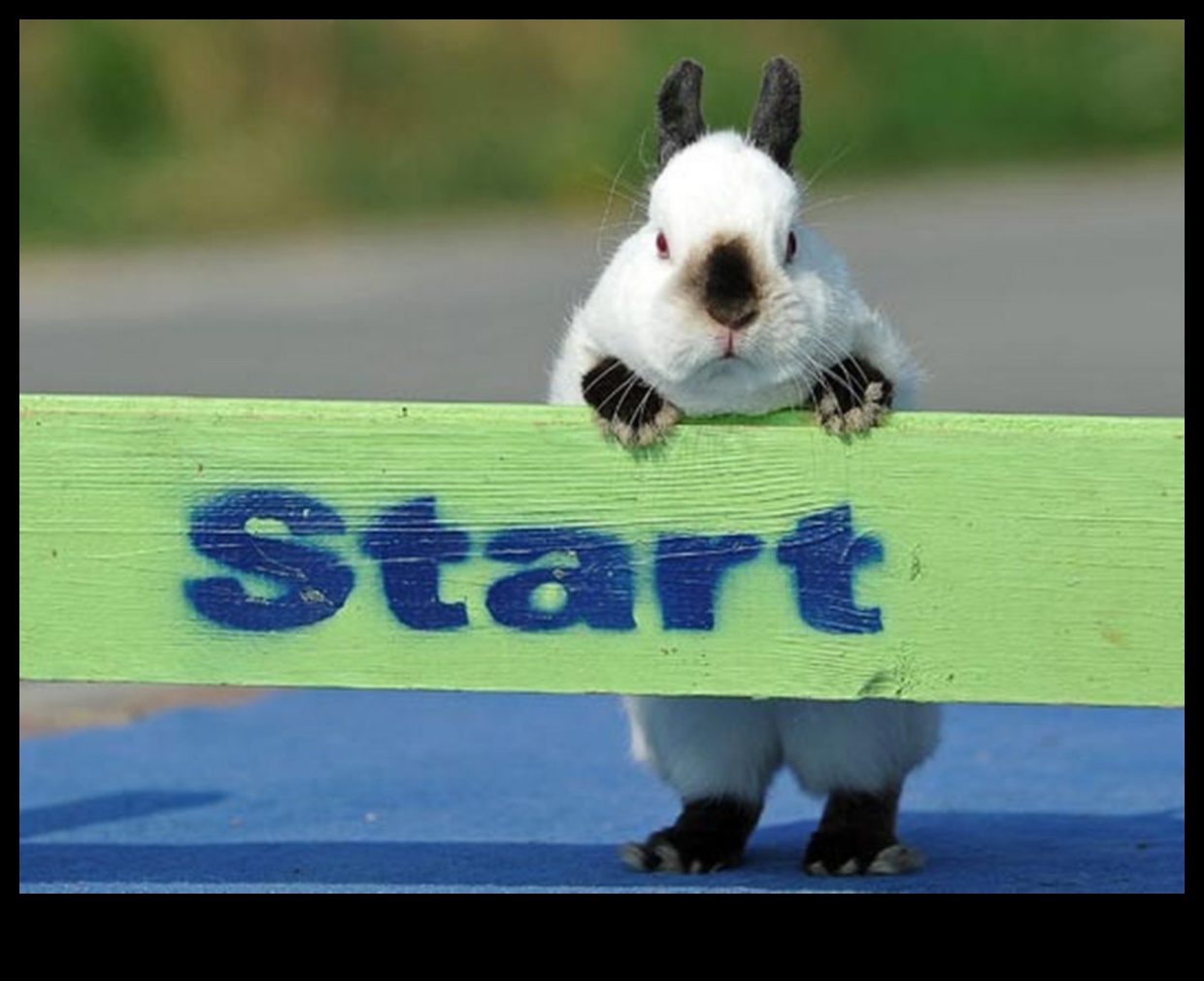 Bunny Olympics: Διασκέδαση και παιχνίδια για κουνέλια