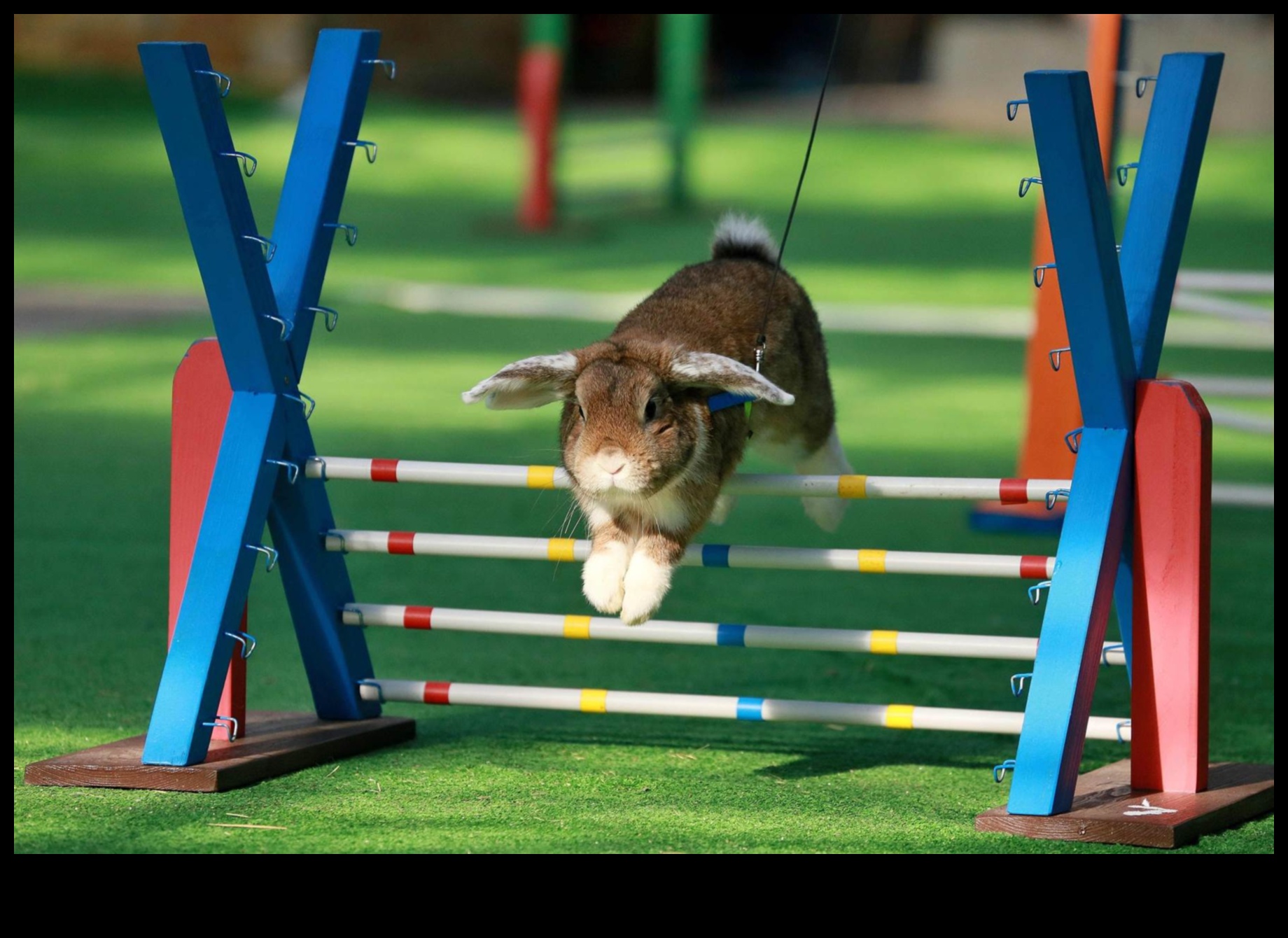 Bunny Olympics: Διασκέδαση και παιχνίδια για κουνέλια