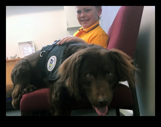 Καριέρες σκύλων που απελευθερώνουν τις δυνατότητες των σκύλων εργασίας 2 Καριέρες σκύλων: Απελευθερώνοντας το δυναμικό των σκύλων εργασίας