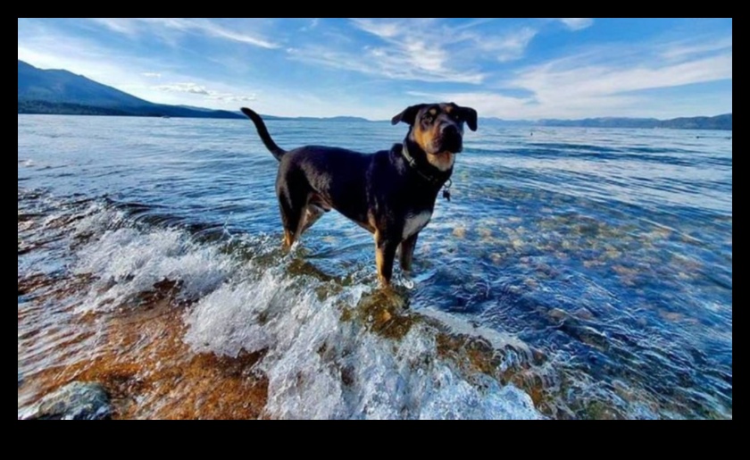 Προορισμοί για σκύλους που σχεδιάζουν την τέλεια απόδραση φιλική προς τα κατοικίδια 3 Doggy Destinations: Σχεδιάζοντας την τέλεια απόδραση φιλική προς τα κατοικίδια