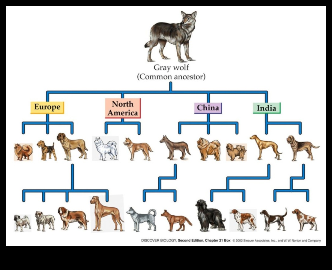 Canine Chronicles: Historical Moments in Dog Evolution