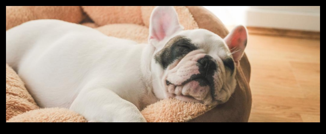 Doggy Dreamland: Δημιουργώντας έναν άνετο χώρο ύπνου
