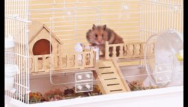 Ambient Ambassadors: Δημιουργώντας ένα χαλαρωτικό περιβάλλον για τα χάμστερ