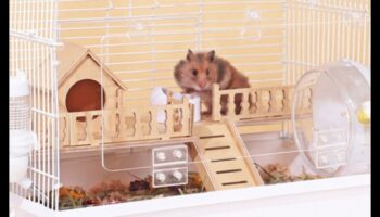 Ambient Ambassadors: Δημιουργώντας ένα χαλαρωτικό περιβάλλον για τα χάμστερ