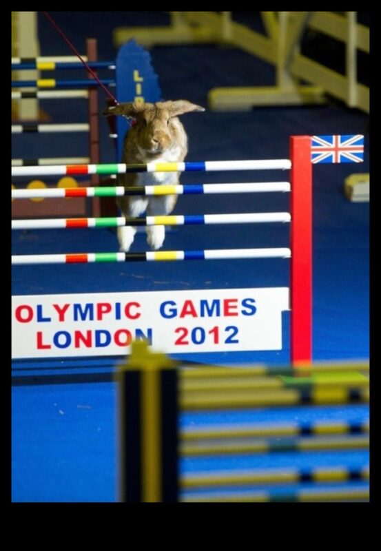 Bunny Olympics: Διασκέδαση και παιχνίδια για κουνέλια
