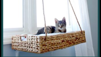 Κρεβάτια για γάτες DIY: Δημιουργία άνετων χώρων ύπνου για τη γάτα σας
