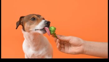 Δείπνο με σκύλους: Διατροφικές γνώσεις για την υγεία των σκύλων