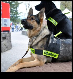 Καριέρες σκύλων: Απελευθερώνοντας το δυναμικό των σκύλων εργασίας